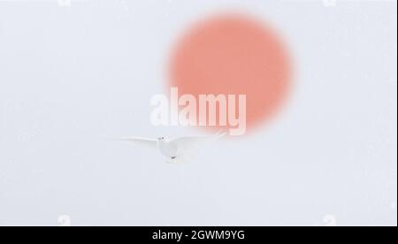 white dove flies on the winter sky against the backdrop of a large sun Stock Photo