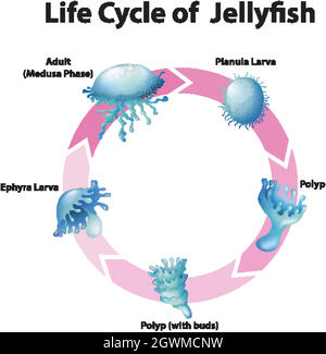Diagram showing life cycle of jellyfish Stock Vector