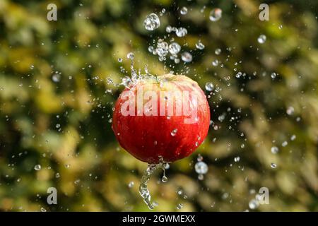 Fresh water splash and red apple isolated on green Stock Photo