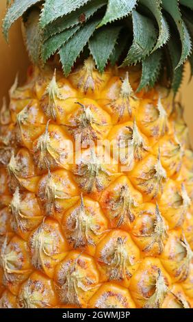 Closeup of the Amazing Detail of a Fresh Ripe Pineapple Stock Photo