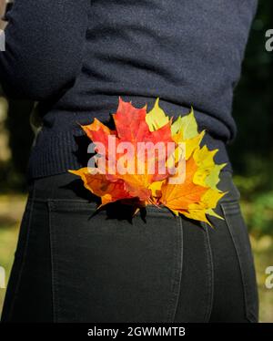 multi colored maple leaves in the back pocket of the girl black pants Stock Photo