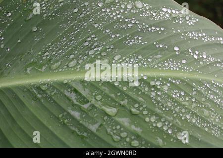 Canna lily leaf with water droplets. Stock Photo