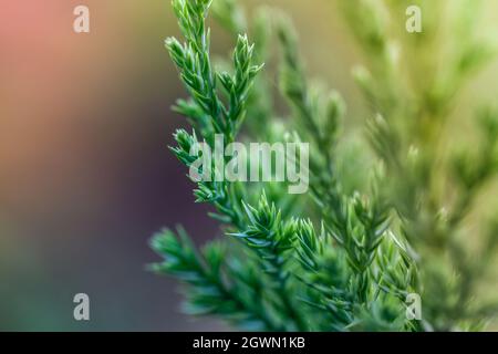 Evergreen juniper green branch close up view. Nature green background with juniper tree. Green branch of juniperus close up view. Stock Photo