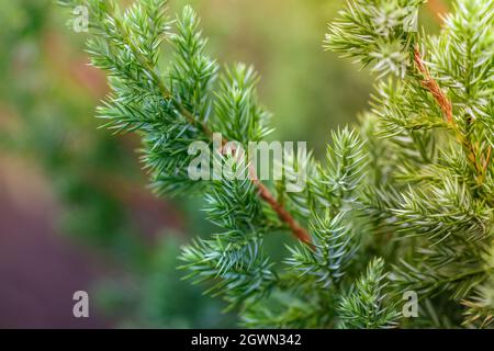 Evergreen juniper green branch close up view. Nature green background with juniper tree. Green branch of juniperus close up view. Stock Photo