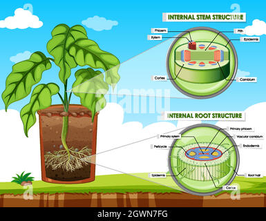 Diagram showing stem and root structure Stock Vector