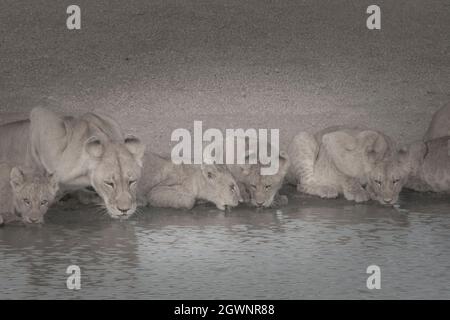 Lion pride with cubs of various ages, Serengeti National Park, Tanzania. drinking at waterhole Stock Photo