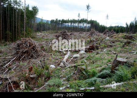 Piles of logging slash and dead tree debris in a clearcut in a forest near Powell RIver, on the Sunshine Coast region of  British Columbia, Canada. Stock Photo