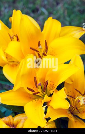 Group of Tiny Bee Yellow Asiatic hybrid lilies in border set against a background of green leaves  A 1a) sub-division lily with upward-facing flowers Stock Photo