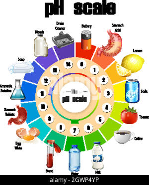 The pH scale on white background Stock Vector