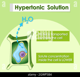 Diagram showing hypertonic solution Stock Vector