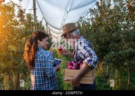 Two farmers walking in orchard and talking. Father holding crate with ripe apples and daughter working on tablet and monitoring harvest Stock Photo