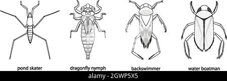 Set of different types of bugs and beetles with name Stock Vector