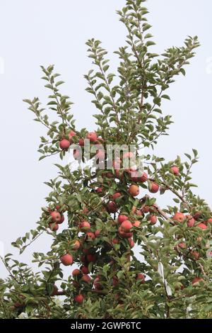 Ripe Stayman Winesap Apples on a Tree Stock Photo