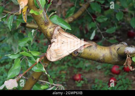A Closeup on a Split Apple Tree Branch Stock Photo