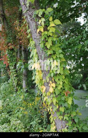 An Eastern Poison Ivy Vine Turning Yellow in Early Autumn Stock Photo