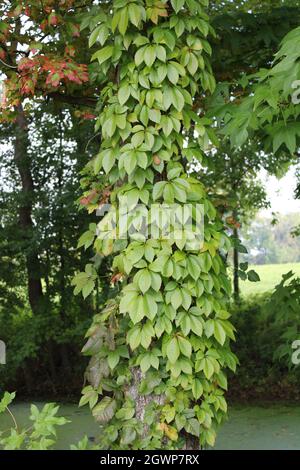 A Virginia Creeper Vine on a Tree in Early Autumn Stock Photo