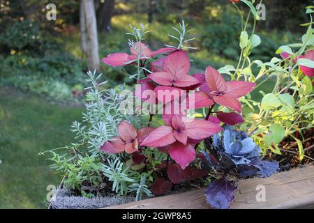 Different Colored Plants in a Deck Railing Planter Stock Photo