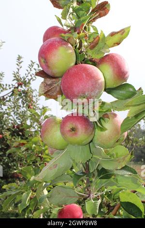 A Cluster of Ripe Rome Apples on a Branch Stock Photo