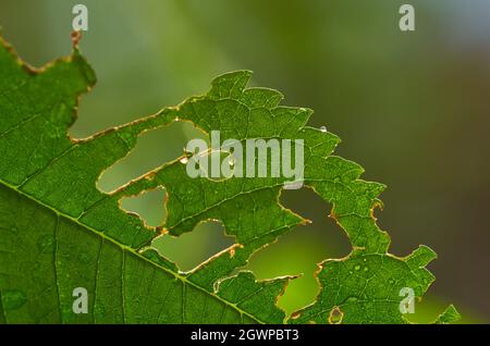 Pest bite marks on the leaf Stock Photo - Alamy