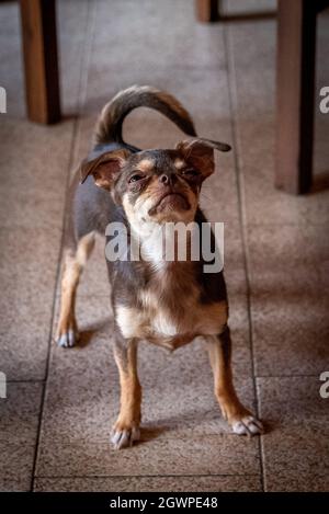 Cute Little Brown Chihuahua Dog Looking Suspiciously To The Top