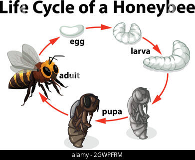 Life Cycle of A Honeybee Stock Vector