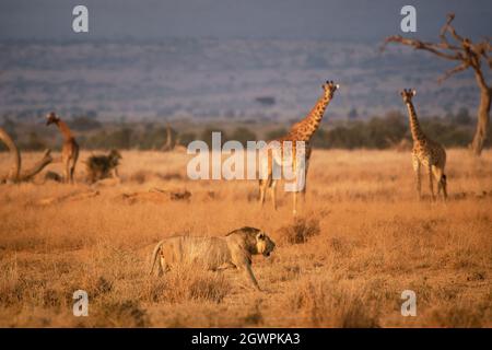 Lion - Panthera leo king of the animals. Lion - the biggest african cat in Amboseli National Park in Kenya Africa, walk in savannah around the giraffe Stock Photo