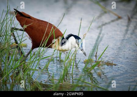 African Jacana - Actophilornis africanus  is a wader bird in family Jacanidae, identifiable by long toes and long claws that enable them to walk on fl Stock Photo