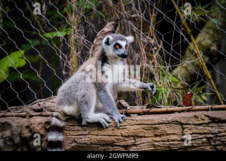Ring-tailed Lemur Looking Away Beside A Chainlink Fence.