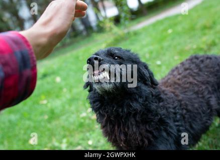 Close up of insecure dog showing teeth to stranger who approaching with hand to animal outside Stock Photo