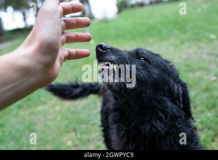 Close up of insecured dog showing teeth to stranger who approaching with hand to animal Stock Photo