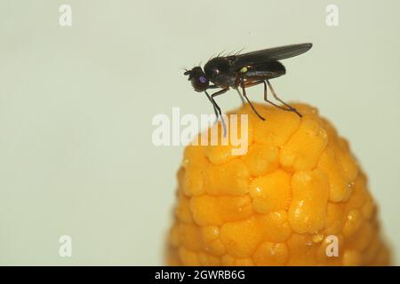 Small black fly on Arum lilly stamen Stock Photo