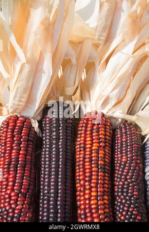 Close Up of Indian Corn Stock Photo