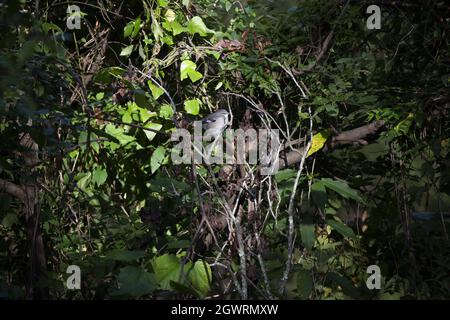 Northern mockingbird (Mimus poslyglotto) perched on vine bramble Stock Photo