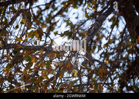 Northern mockingbird (Mimus poslyglotto) perched on a tree branch during the autumn season Stock Photo