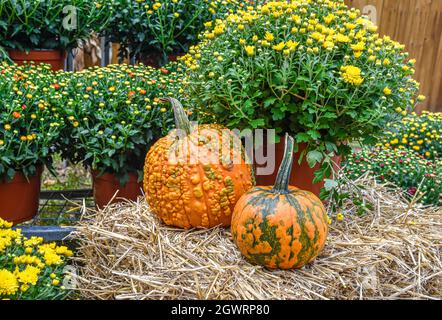 Fall scene with autumnl mums, hay bales, and knucklehead pumpkins. Closeup. Stock Photo