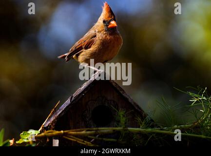 Northern Cardinal perches on the roof of a wooden bird house Stock Photo