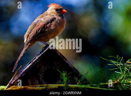 Northern Cardinal perches on the roof of a wooden bird house Stock Photo