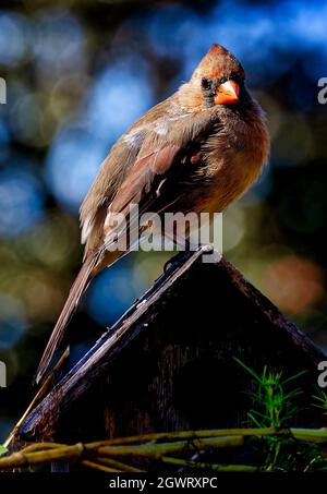 Northern Cardinal perches on the roof of a wooden bird house Stock Photo