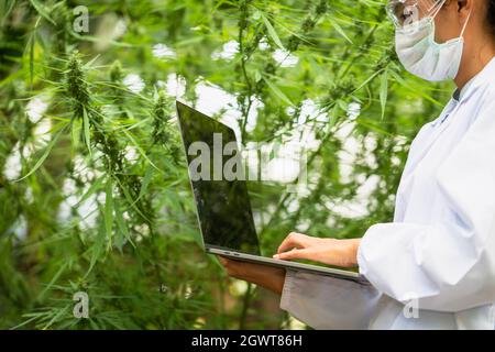 Female Scientist Checking And Researched Cannabis Plants. Marijuana Alternative Herbal Medicine .