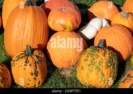 Variety of fancy and decorative Pumpkins on display, farm, E USA, by James D Coppinger/Dembinsky Photo Assoc Stock Photo