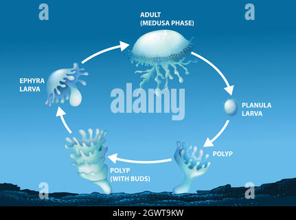 Diagram showing life cycle of jellyfish Stock Vector