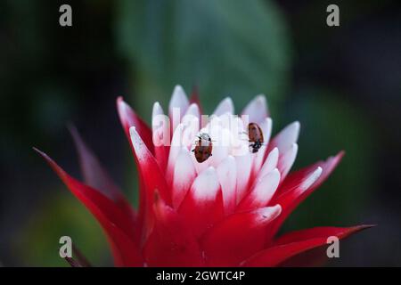 Red And White Bromeliad Flower With A Convergent Lady Beetle Called Ladybug Hippodamia Convergens