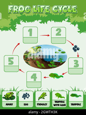 Diagram showing life cycle of Frog Stock Vector