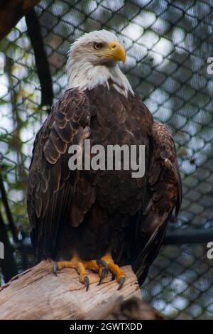 A Captive American Bald Eagle Perched On A Log - Haliaeetus leucocephalus Stock Photo