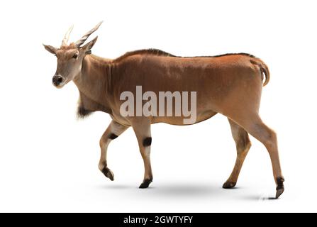 Eland (Tragelaphus oryx) isolated on white Stock Photo