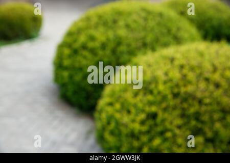 Blurred view of beautiful bushes in park Stock Photo