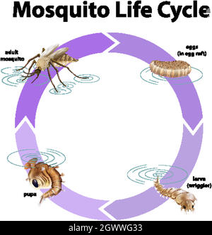 Diagram showing life cycle of mosquito Stock Vector