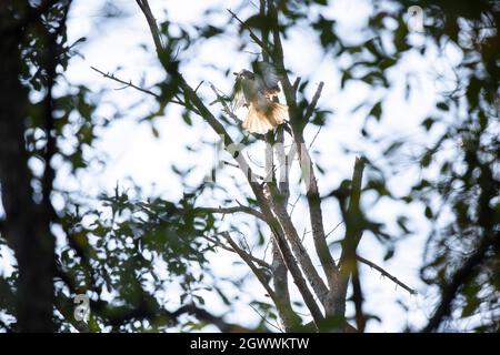 Red-tailed hawk (Buteo jamaicensis) landing on a barren tree branch Stock Photo