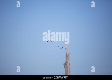 Pair of ring-billed gulls (Larus delawarensis) flying past a tree Stock Photo