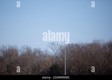Ring-billed gull (Larus delawarensis) flying away through a blue sky Stock Photo
